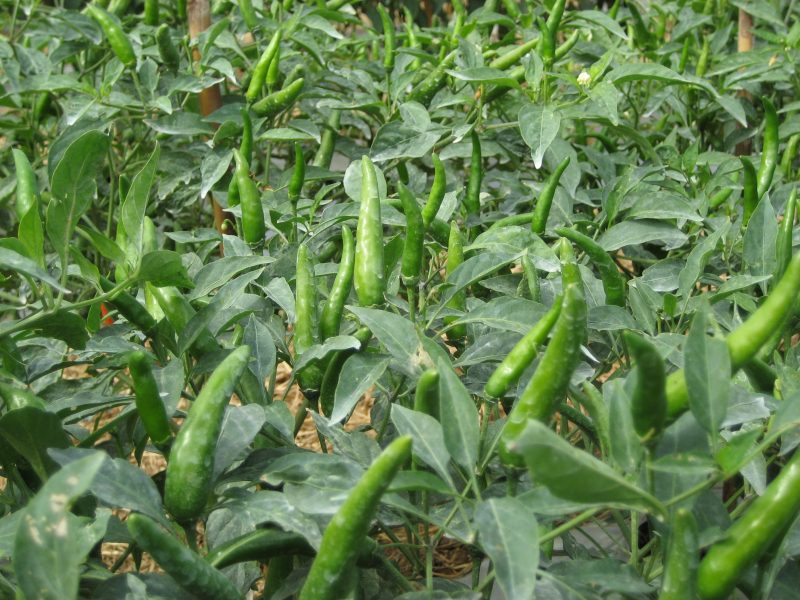 826 F1 Hybrid Thai Short Chili - Green Eagle Seeds