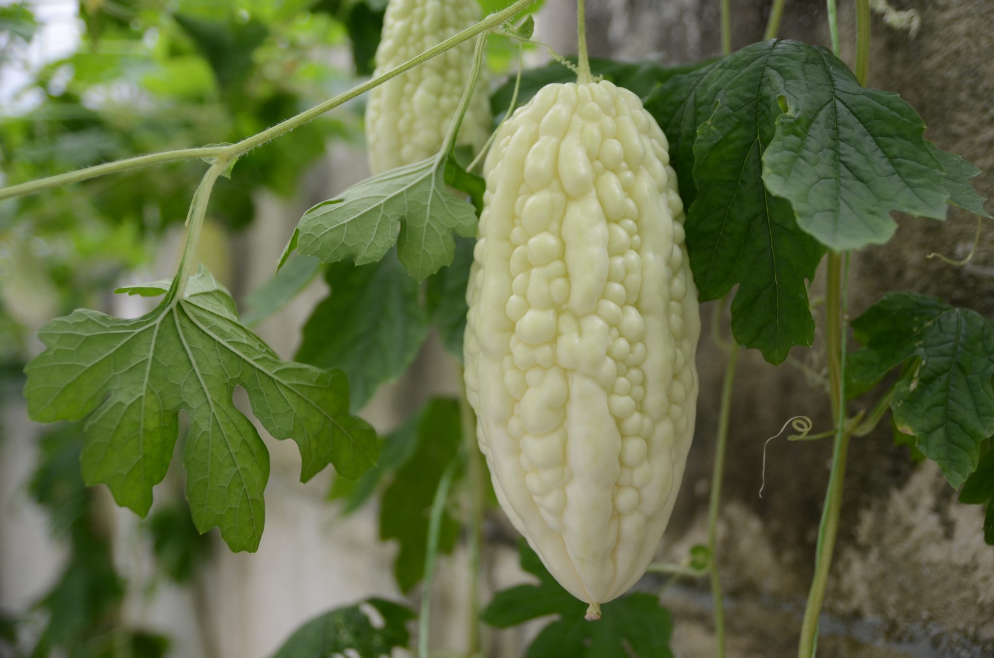 B22 F1 Bitter Gourd Snow White Green Eagle Seeds