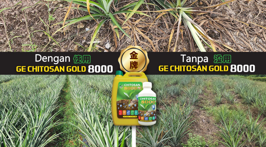Chitosan Gold 8000 OL Pineapple 2-2023-7_Artboard 1