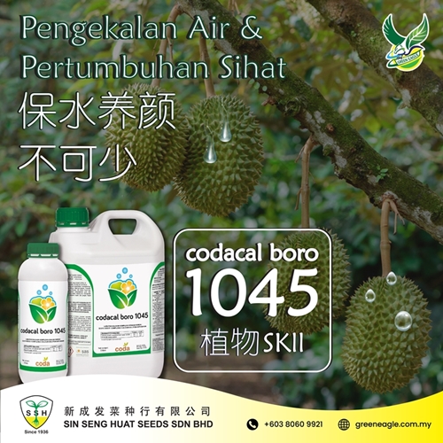 durian tree 1045_1.2_Artboard 1a