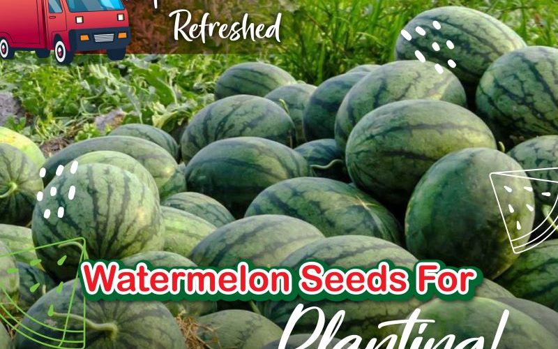 water melon-02A