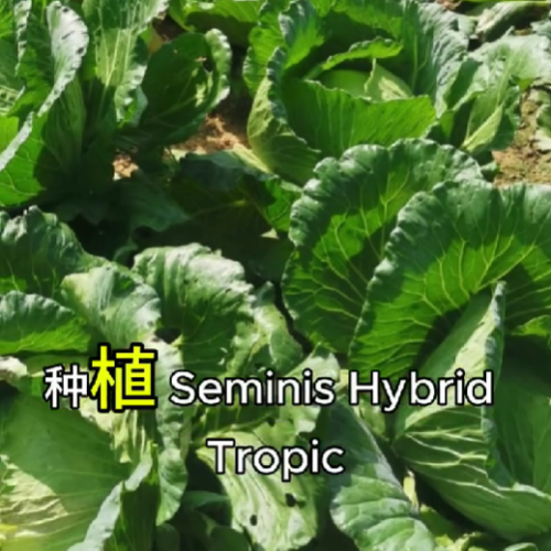 Seminis