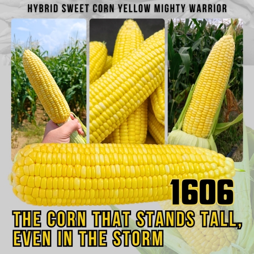 corn11