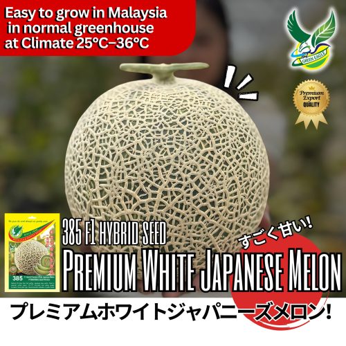 premium white japanese melon01