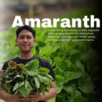 AMARANTH